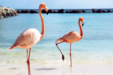 flamingos turks and caicos
